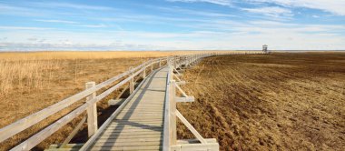 Hollanda 'nın güneşli bir bahar gününde, göldeki kuş izleme kulesine giden ahşap bir patika. Sığ su. Açık mavi gökyüzü ve sirrus bulutları. Çevre koruma teması