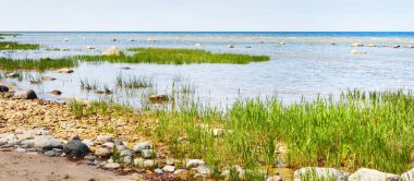Güneşli bir günde Baltık Denizi 'nin kayalık kıyıları. Taşlar yakın plan. Arka planda yeşil bitkiler. Ruhnu Adası, Estonya. Yaz tatilleri, seyahat, çevre koruma teması