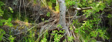 Baltık Denizi kıyısında yeşil kozalaklı orman. Büyük kökleri, yosunları ve eğreltiotu olan yaşlı ağaçlar. Ruhnu Adası, Estonya. Seyahat yerleri, çevre koruma teması