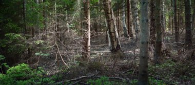 Baltık Denizi kıyısındaki sonsuz yeşil kozalaklı orman. Büyük kökleri, yosunları ve eğreltiotu olan yaşlı ağaçlar. Ruhnu Adası, Estonya. Gizemli manzara. Seyahat yerleri, çevresel koruma