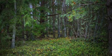 Yeşil orman çayırı, köknar ve sorbus ağaçları. Ruhnu Adası, Estonya. Gizemli manzara. Bitkiler, ekoloji, çevre koruma teması