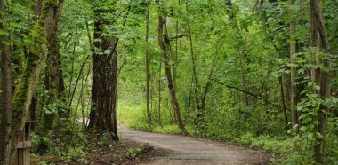 Road through deciduous forest. Overcast summer day. Mighty mossy tree trunks close-up, tree silhouettes in the background. Dark landscape. Ecology ecosystems, environment, ecotourism. Panoramic view