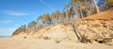 Güneşli bir yaz gününde, Letonya 'nın Baltık Denizi kıyısında. Kum tepeleri ve eski çam ağaçları. Idyllic deniz manzarası. Tatiller, seyahat noktaları, iklim değişikliği ve küresel ısınma kavramları