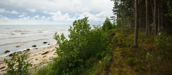 Panoramic Aerial View Rocky Baltic Sea Shore Pine Forest Summer — Stockfoto