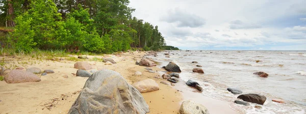 Panorámás Kilátás Nyílik Sziklás Balti Tenger Partján Fenyőerdő Nyár Rigai — Stock Fotó
