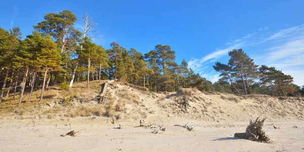 Baltic Sea Shore Low Tide Sunny Summer Day Latvia Sand — Stock Photo, Image