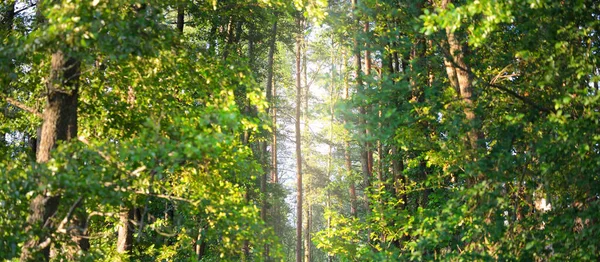 Sonnenlicht Fließt Durch Die Baumstämme Immergrüne Kiefern Leuchtend Grüne Birken — Stockfoto