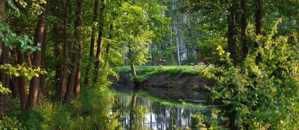 Fluss Einem Grünen Laubwald Bei Sonnenuntergang Bäume Aus Nächster Nähe — Stockfoto