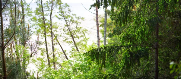 Πράσινο Μικτό Κωνοφόρο Δάσος Κοντά Στην Ακτή Νήσος Ruhnu Βαλτική — Φωτογραφία Αρχείου
