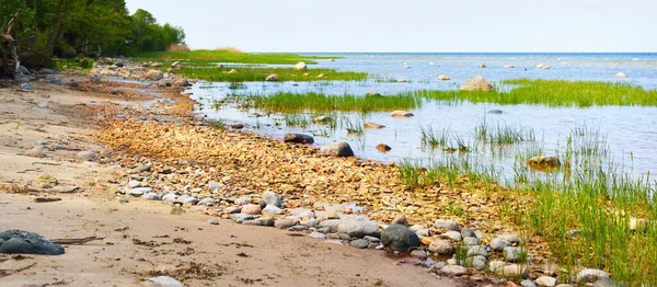 Rocky Shore Baltic Sea Sunny Day Stones Close Green Forest — Stock Photo, Image
