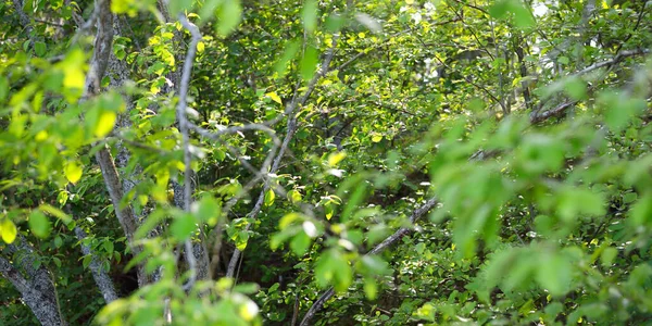 Πράσινο Μικτό Κωνοφόρο Δάσος Κοντά Στην Ακτή Νήσος Ruhnu Βαλτική — Φωτογραφία Αρχείου