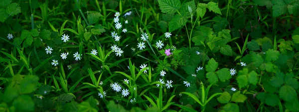 Podłoga Leśna Kwitnących Białych Dzikich Kwiatów Zielonych Liści Trawy Zbliżenie — Zdjęcie stockowe