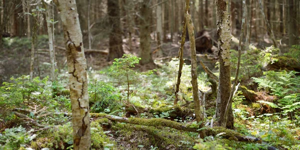 Evergreen Jehličnatý Les Pobřeží Baltského Moře Staré Stromy Velkými Kořeny — Stock fotografie