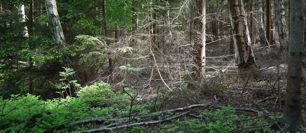 Evergreen Jehličnatý Les Pobřeží Baltského Moře Staré Stromy Velkými Kořeny — Stock fotografie