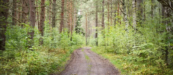 Kształt Wiejskiej Drogi Przez Zielony Las Iglasty Mieszany Pobliżu Brzegu — Zdjęcie stockowe