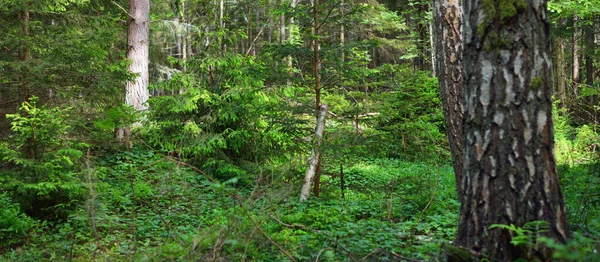 Starobylé Mechově Zelené Kmeny Stromů Zelené Kapradinové Listy Detailní Záběr — Stock fotografie