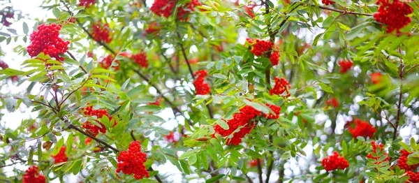 Δέντρο Ρόουαν Πράσινα Φύλλα Και Κόκκινα Μούρα Κοντινό Πλάνο Νήσος — Φωτογραφία Αρχείου