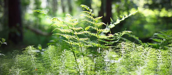 Δάπεδο Από Πράσινα Φύλλα Φτέρης Κοντινό Νήσος Ρουνού Εσθονία Μυστηριώδες — Φωτογραφία Αρχείου