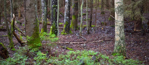 Ancient Mossy Evergreen Tree Trunks Green Fern Leaves Close Ruhnu — Stock Photo, Image