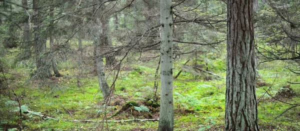 Oude Mossige Groenblijvende Boomstammen Groene Varenbladeren Close Ruhnu Eiland Estland — Stockfoto