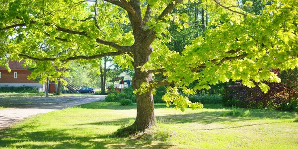 一棵老橡树在一个绿色的夏季花园 爱沙尼亚鲁努岛 环境保护 — 图库照片