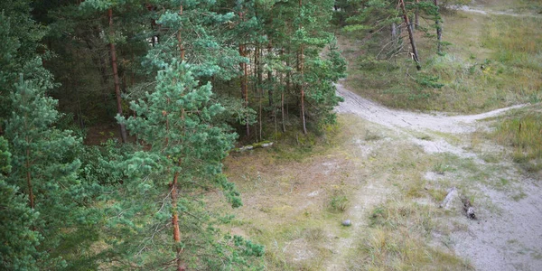 Letecký Pohled Pěšinu Zeleným Smíšeným Jehličnatým Lesem Pobřeží Baltského Moře — Stock fotografie