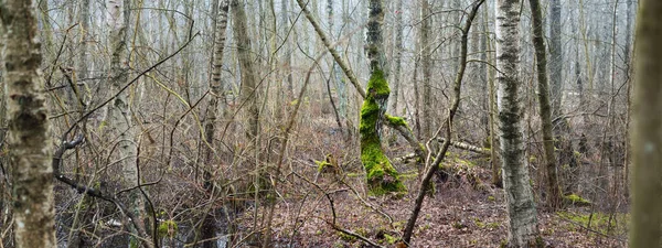 Våtmark Morgondimma Träd Silhuetter Symmetri Reflektioner Vattnet Naturlig Spegel Tidig — Stockfoto