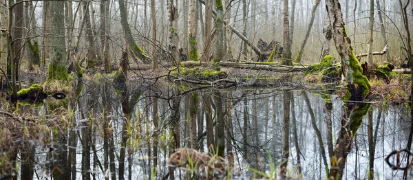 Natland Een Ochtendmist Boom Silhouetten Symmetrie Reflecties Het Water Natuurlijke — Stockfoto