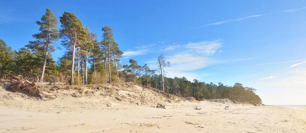 夏日阳光明媚的低潮中的波罗的海海岸 拉脱维亚 沙丘和老松树 Idyllic海景 旅游目的地 气候变化和全球变暖概念 — 图库照片