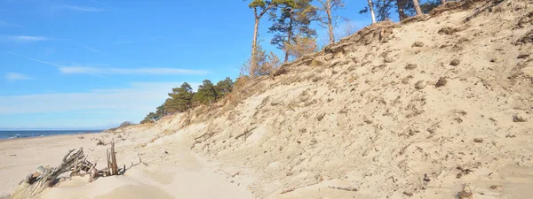 夏日阳光明媚的低潮中的波罗的海海岸 拉脱维亚 沙丘和老松树 Idyllic海景 旅游目的地 气候变化和全球变暖概念 — 图库照片