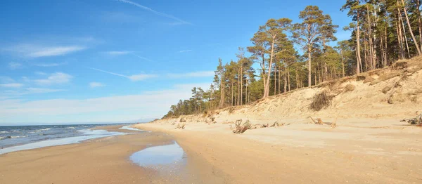 Östersjökusten Lågvatten Solig Sommardag Lettland Sanddyner Och Gamla Tallar Idylliskt — Stockfoto