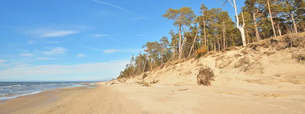 Oostzeekust Bij Een Zonnige Zomerdag Letland Zandduinen Oude Pijnbomen Idyllische — Stockfoto