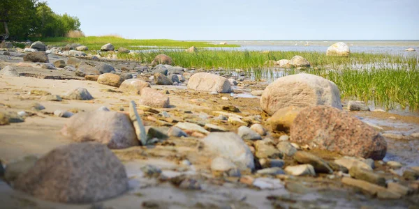 Rotsachtige Kust Van Oostzee Een Zonnige Dag Stenen Close Groen — Stockfoto