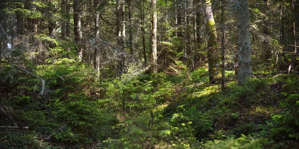 Evergreen Jehličnatý Les Pobřeží Baltského Moře Staré Stromy Velkými Kořeny — Stock fotografie