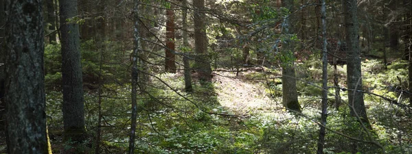 Вечно Зеленый Хвойный Лес Берегу Балтийского Моря Старые Деревья Большими — стоковое фото