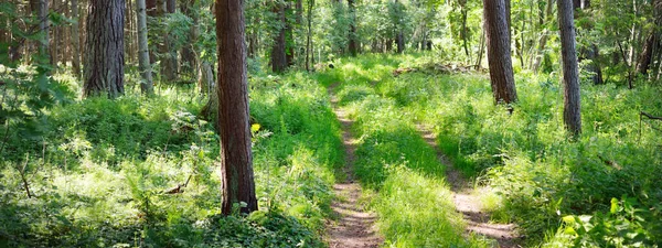 Eine Einspurige Landstraße Durch Den Grünen Nadelmischwald Nahe Der Ostseeküste — Stockfoto