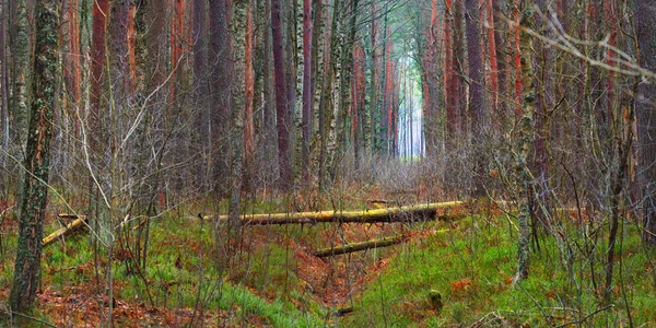 Floresta Escura Misteriosa Caminho Coberto Pelos Poderosos Pinheiros Troncos Árvores — Fotografia de Stock