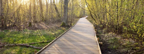 Chemin Randonnée Moderne Bois Travers Zone Humide Coucher Soleil Gros — Photo