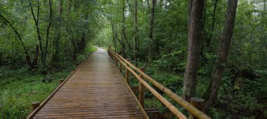 Kamu parkındaki (orman) yeşil yaprak döken ağaçların arasında modern ahşap dolambaçlı yol (tahta yol). Yağmur ormanı, ekoloji, çevre koruma, eko-turizm, dinlenme, bisiklet, kuzey yürüyüşü