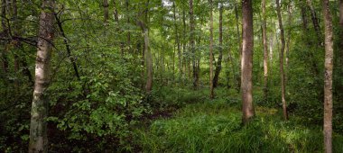 Gizemli yaprak döken orman. Bulutlu bir yaz günü. Güçlü yosunlu ağaç gövdeleri yakın planda, ağaç siluetleri arka planda. Karanlık manzara. Ekolojik ekosistemler, çevre koruma, eko-turizm