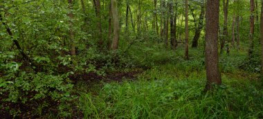 Gizemli yaprak döken orman. Bulutlu bir yaz günü. Güçlü yosunlu ağaç gövdeleri yakın planda, ağaç siluetleri arka planda. Karanlık manzara. Ekolojik ekosistemler, çevre koruma, eko-turizm