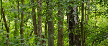 Gizemli yaprak döken orman. Bulutlu bir yaz günü. Güçlü yosunlu ağaç gövdeleri yakın planda, ağaç siluetleri arka planda. Karanlık manzara. Ekolojik ekosistemler, çevre koruma, eko-turizm