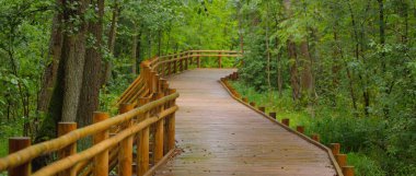 Kamu parkındaki (orman) yeşil yaprak döken ağaçların arasında modern ahşap dolambaçlı yol (tahta yol). Yağmur ormanı, ekoloji, çevre koruma, eko-turizm, dinlenme, bisiklet, kuzey yürüyüşü