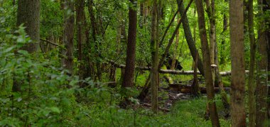 Gizemli yaprak döken orman. Bulutlu bir yaz günü. Güçlü yosunlu ağaç gövdeleri yakın planda, ağaç siluetleri arka planda. Karanlık manzara. Ekolojik ekosistemler, çevre koruma, eko-turizm