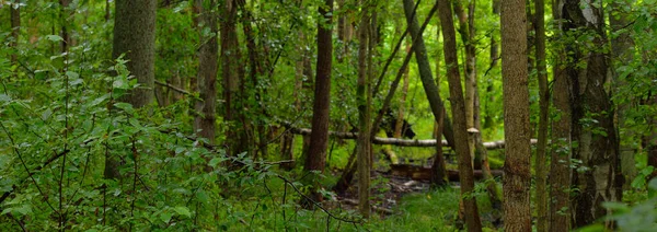 神秘的落叶森林夏日阴沉沉的 高大的苔藓树树干特写 树型轮廓背景 黑暗的风景 生态生态系统 环境保护 生态旅游 — 图库照片