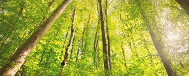 Yeşil yaz kayın ormanının panoramik manzarası. Kudretli ağaçların arasından gün ışığı. Çevresel koruma, ekoloji, saf doğa, eko-turizm. Idyllic manzara