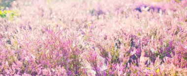 Çiçekler açan mor ve pembe kenevir çiçekleri Calluna vulgaris, örümcek ağı. Panoramik görüntü. Saf doğa, botanik, bahçıvanlık, çevre, ekoloji