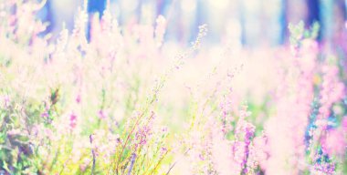 Çiçek açan pembe ve mor kenevir çiçekleri ve yakın plan bir örümcek ağı ormanı. Kuzey Evergreen Ormanı. Idyllic sonbahar sahnesi. Saf doğa, çevre, bitkiler, botanik