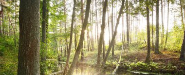 Görkemli bir ormandaki nehir. Kunduz barajı. Yaz manzarası. Doğa, çevre, ekosistem