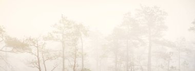 Gündoğumunda yoğun ve gizemli bir siste Evergreen Ormanı (bataklık). - Letonya. Yumuşak güneş ışığı. Idyllic sonbahar manzarası. Peri, rüya gibi bir sahne. Saf doğa, eko-turizm teması